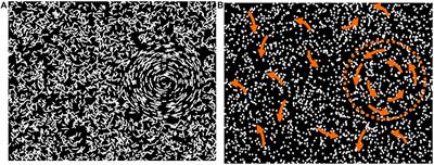 Dorsal and Ventral Stream Function in Children With Developmental Coordination Disorder